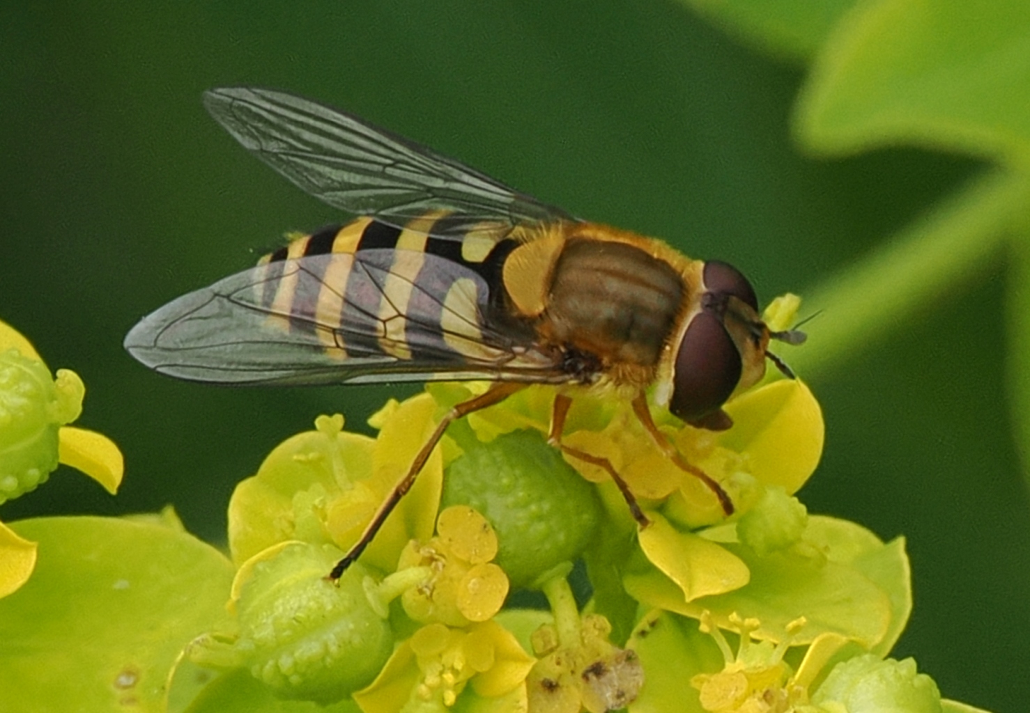 Syrphus-ribesii